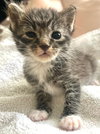 Gizmo