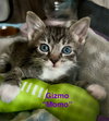 Gizmo