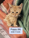 Poppy T.