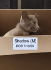 Shadow
