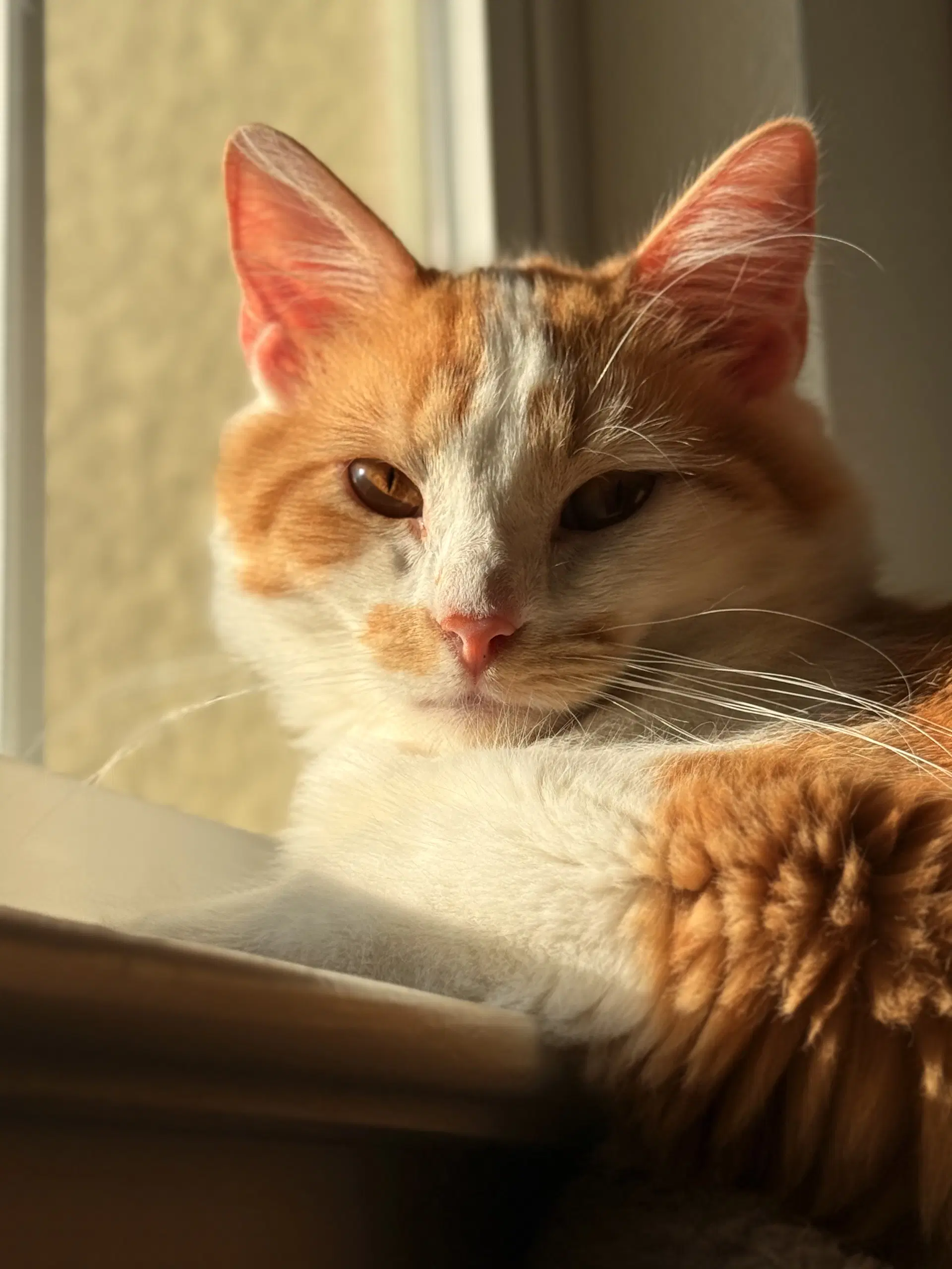 Sunny - Domestic Medium Hair