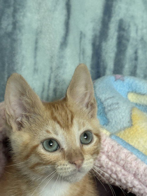 Kobi - Blue Eyes