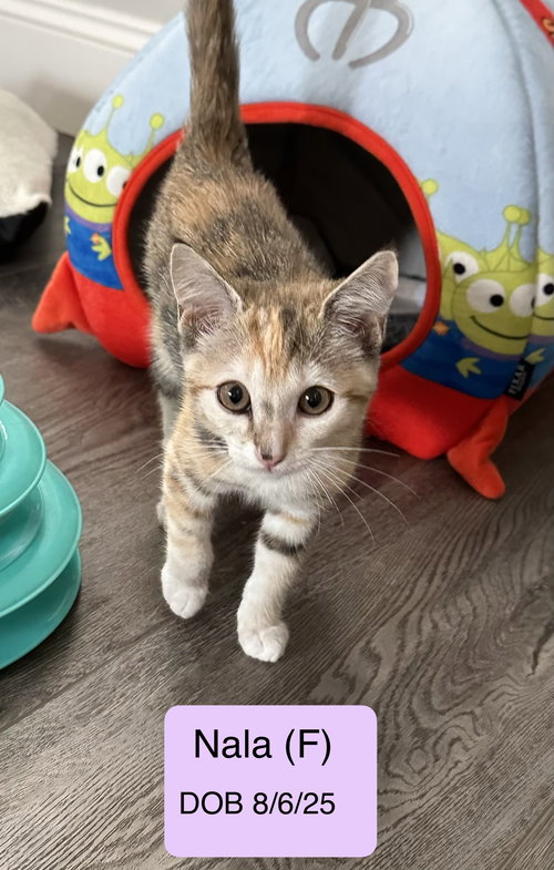 Nala R