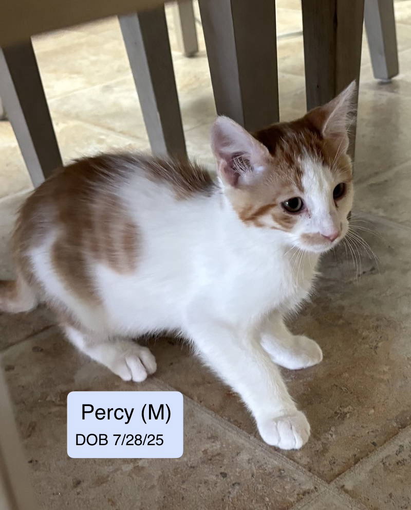 Percy (bonded with Hank) Image