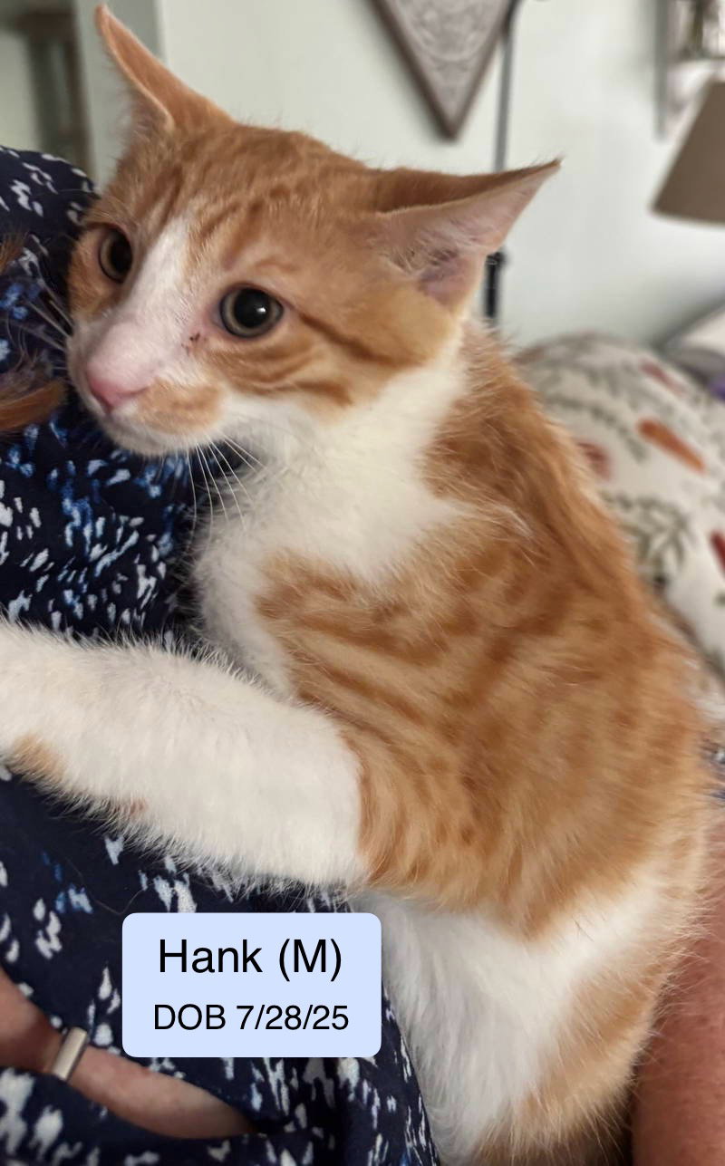 Hank (bonded with Percy) Image