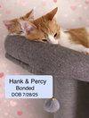 Hank (bonded with Percy) - Photo 2