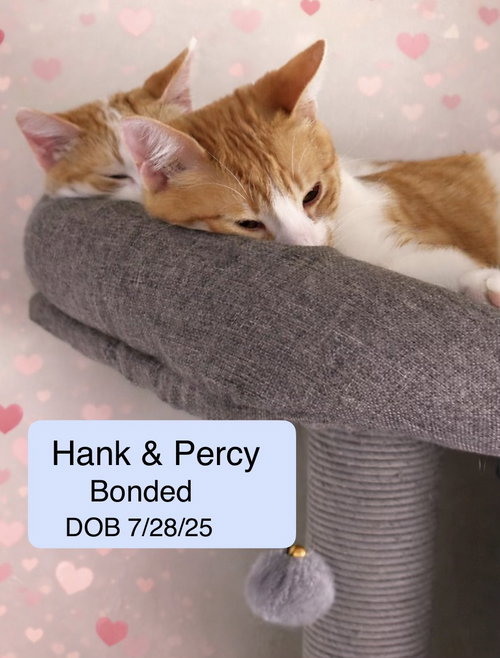 HANK (BONDED WITH PERCY) - Tabby / Domestic Short Hair available for adoption