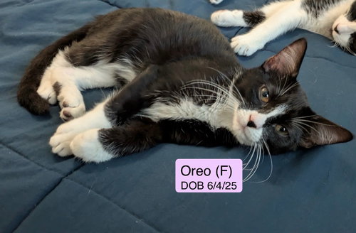 Cadet -Oreo