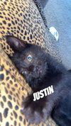 Justin