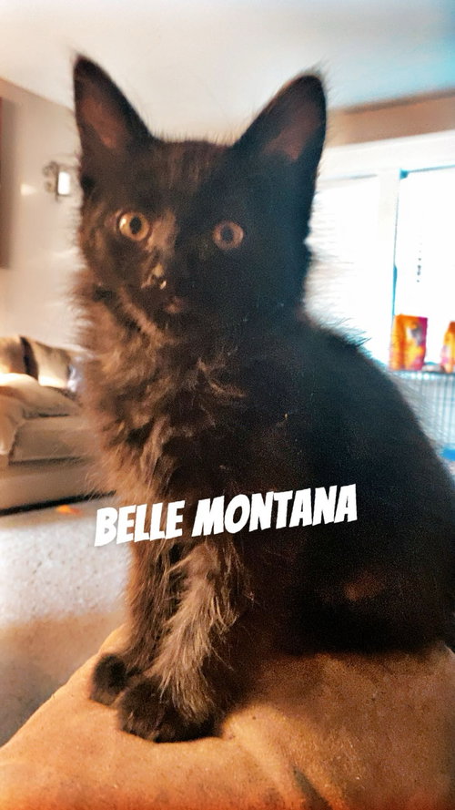 Belle Montana