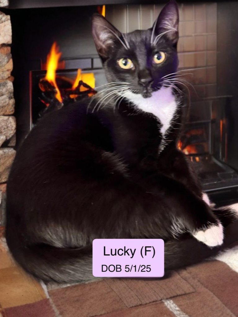 Lucky Image