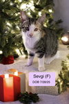 Sevgi