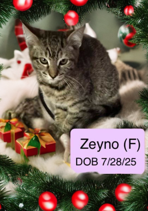 Zeyno