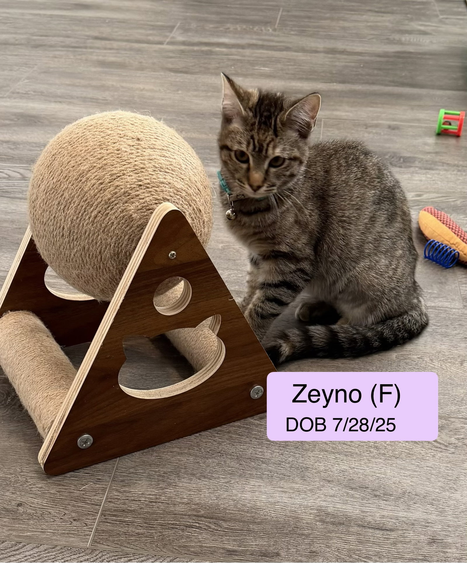 Zeyno Image