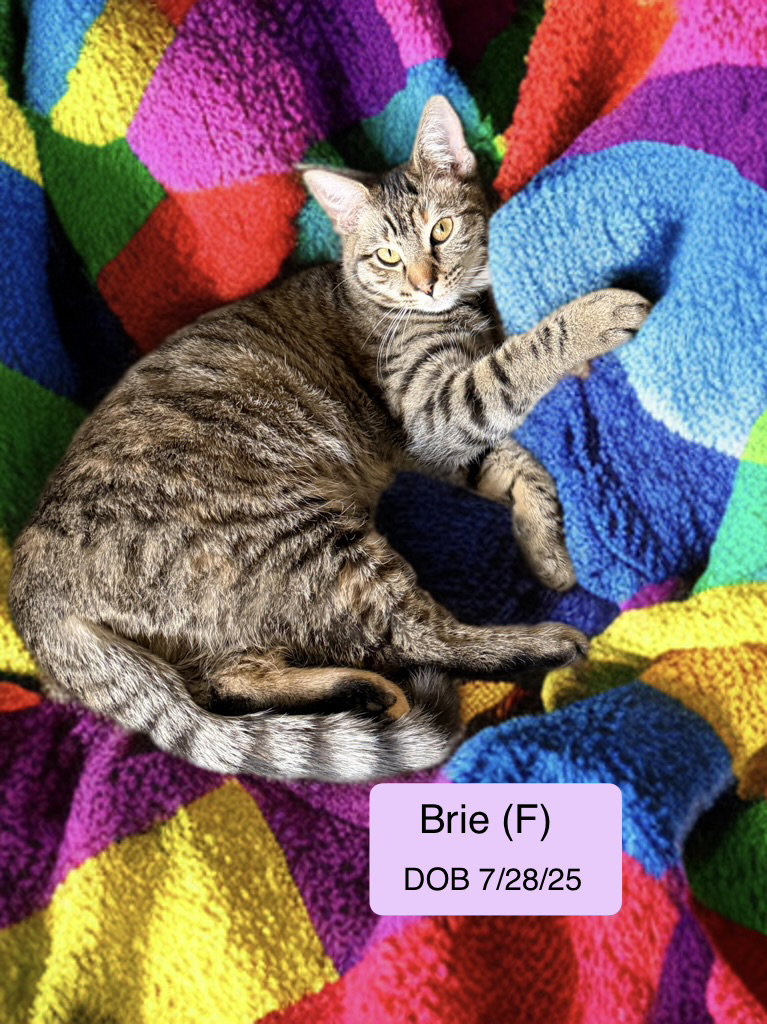 Brie