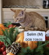 Selim