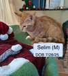 Selim