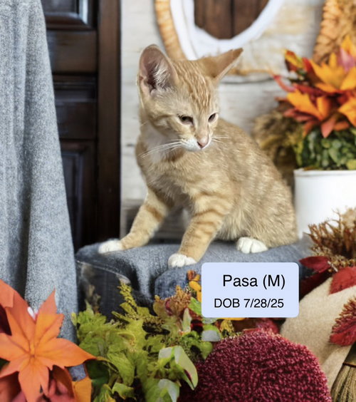 Pasa