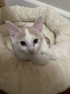 Glinda