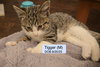 Tigger Bonded with Houdini