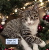 Tigger Bonded with Houdini