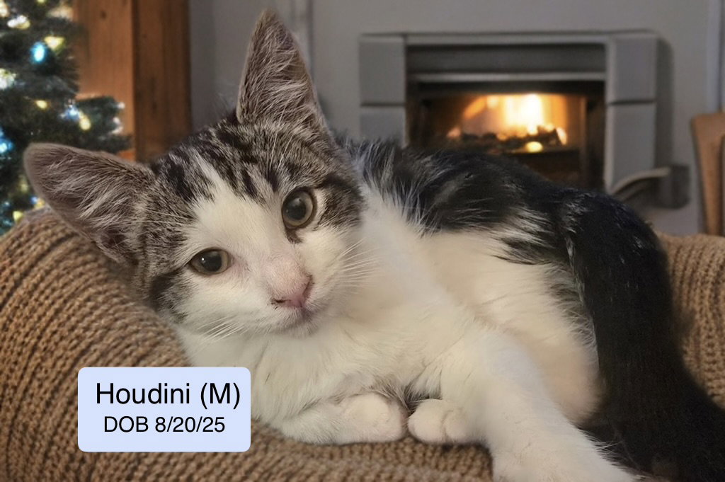 Houdini Image