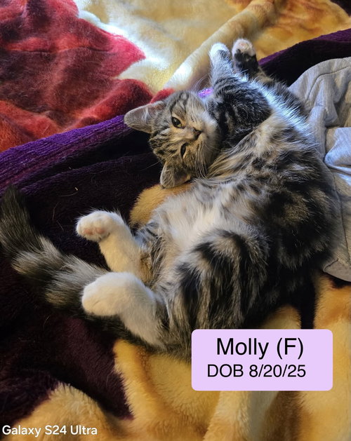 Molly