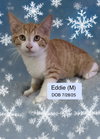 Eddie