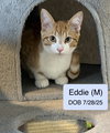 Eddie