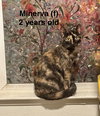 Minerva