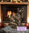 Minerva