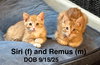Remus