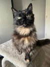 Darcie