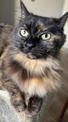 Darcie