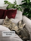 Monte bonded with Honey