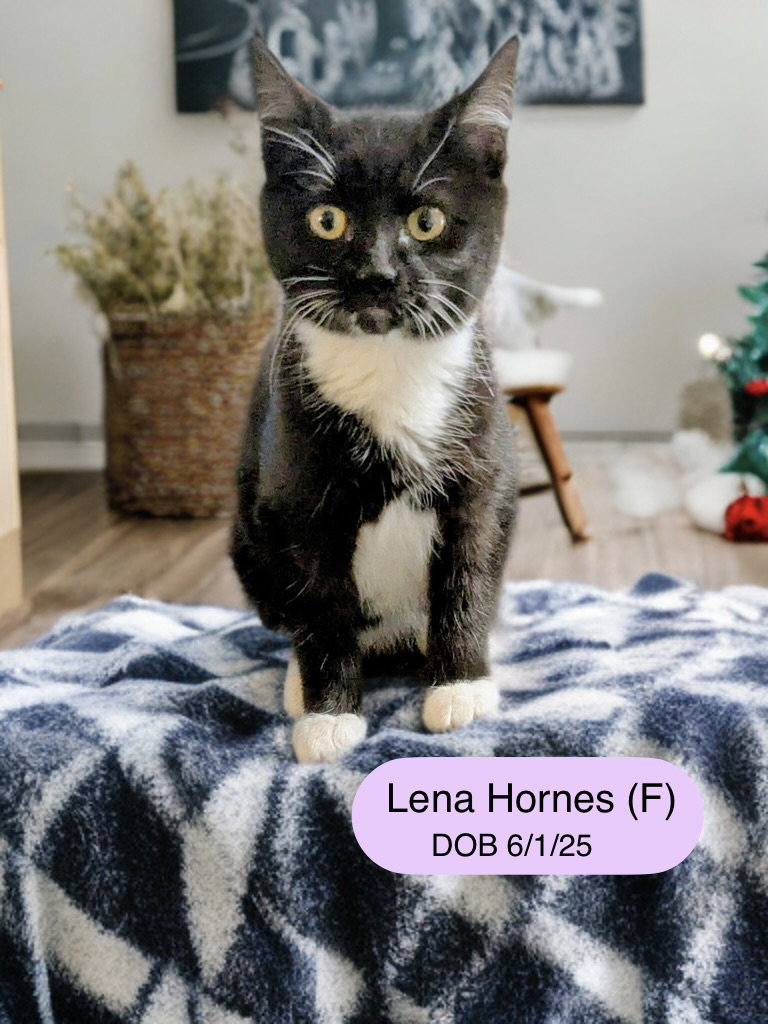 Lena Hornes Image