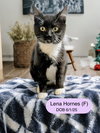 Lena Hornes