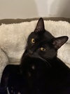 Kittle