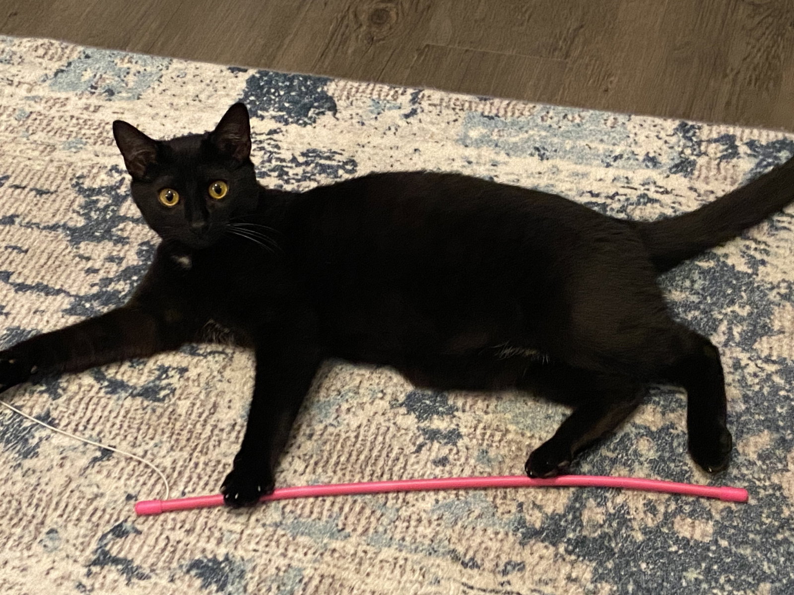 Kittle
