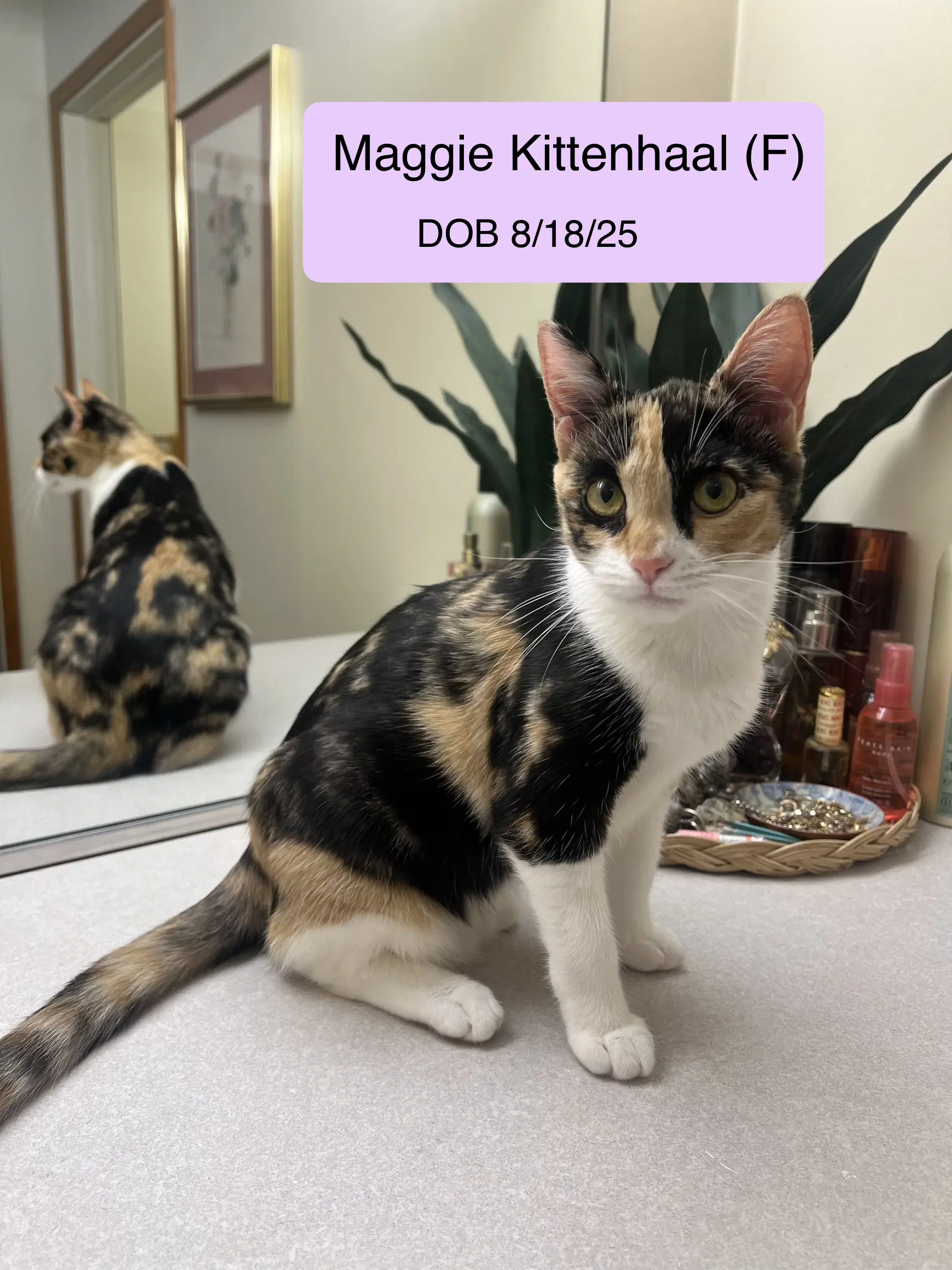 Maggie Kittenhaal - Calico