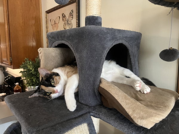 Maggie Kittenhaal