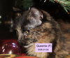 Queenie