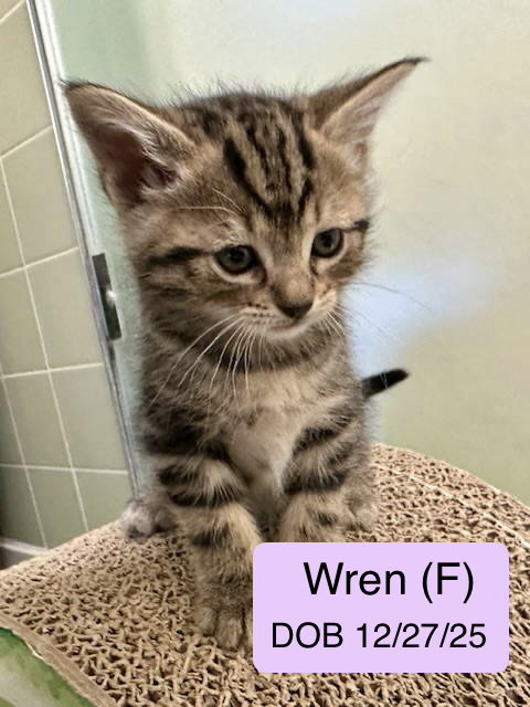 Eleanor - Wren