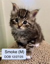 Smokē