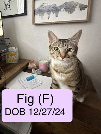 Fig
