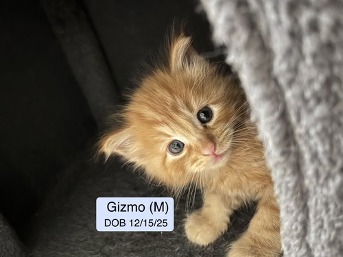 Gizmo