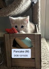Pancake