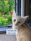 Pancake