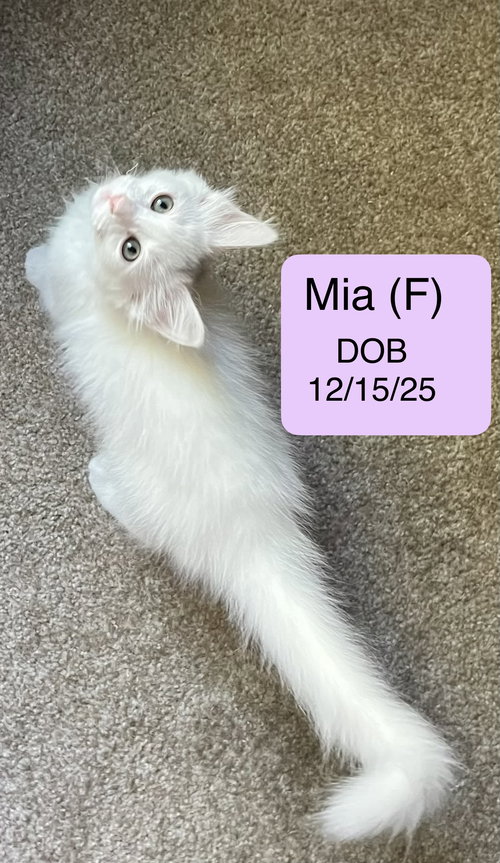 Mia