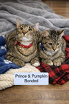 Pumpkin bonded with Prince